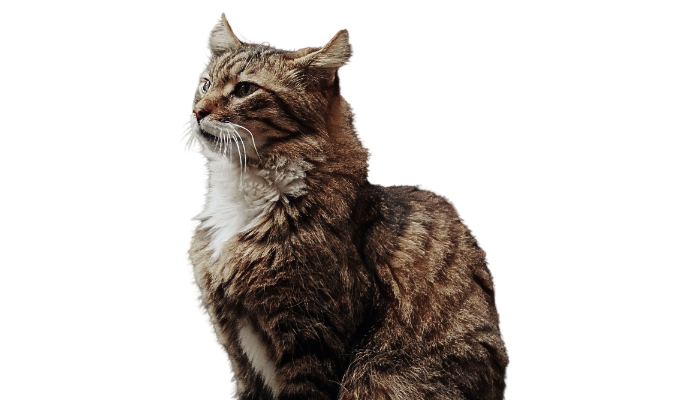 Chat Bannière Footter_Page D'accueil
